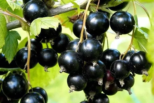 смородина Ариана