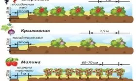 расстояние между кустами при посадке ягодных культурр