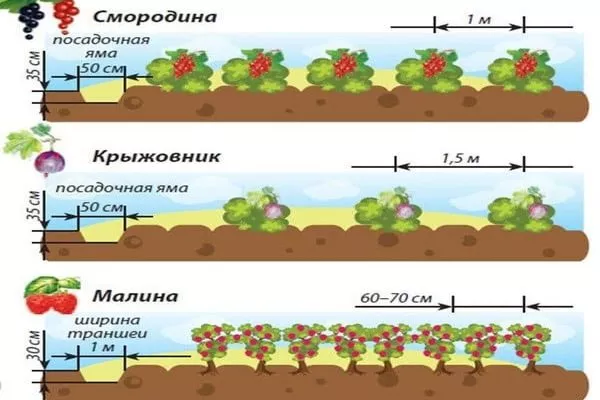 расстояние между кустами при посадке ягодных культурр