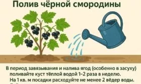 особенности полива смородины Ариана