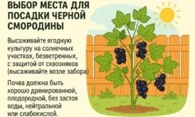 выбор участка для посадки смородины Ариана