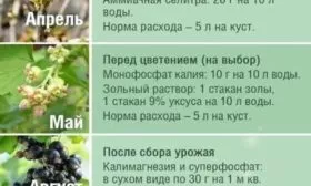 внесение подкормок при выращивании смородины Ариана