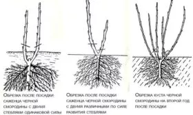 обрезка куста Ариана