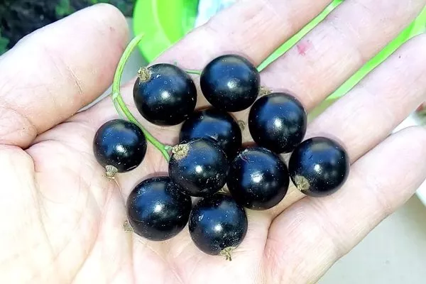 плоды сорта Ариана