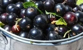 урожай смородины Ариана