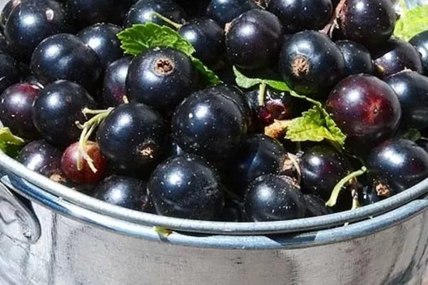 урожай смородины Ариана