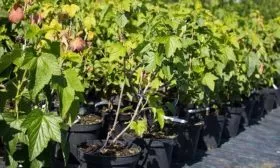 саженцы смородины Ариана