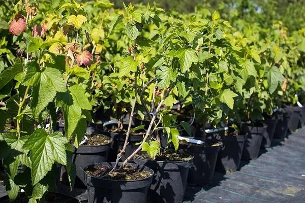 саженцы смородины Ариана