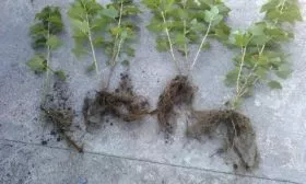 саженцы Арианы с открытыми корнями