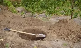 посадочная яма для смородины Ариана