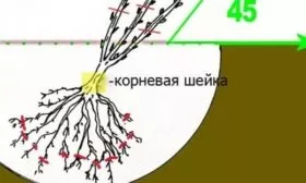 схема посадки смородины Ариана