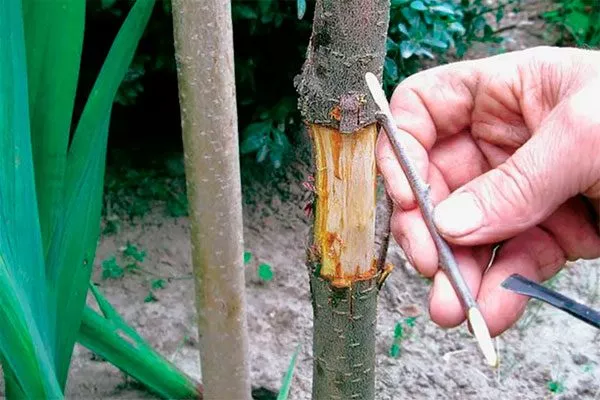 Снимите с привоя и подвоя кору, срежьте старую древесину