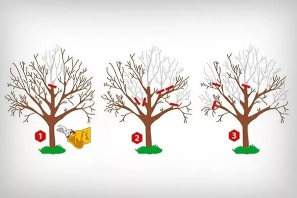 снижение кроны Обрезка яблони61