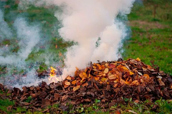 соберите и сожгите опавшую листву Подкормка алычи39