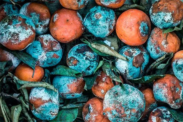 Соберите и уничтожьте все гнилые и мумифицированные плоды