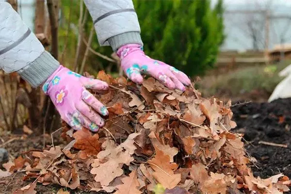 соберите опавшую листву и растительные остатки в области приствольного круга Тля на груше37
