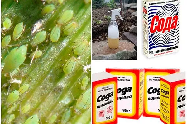 Сода Тля на груше38