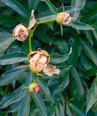 сохнут бутоны сохнут бутоны пиона15