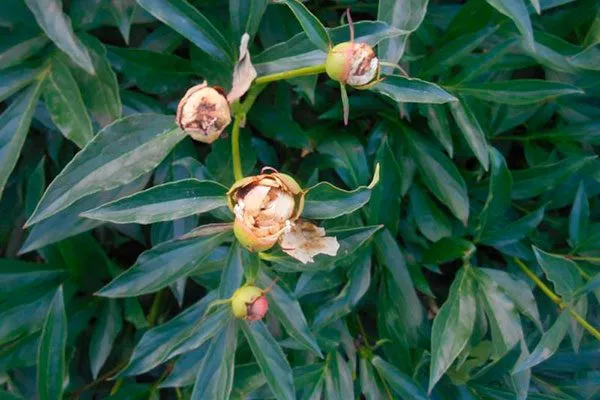 сохнут бутоны сохнут бутоны пиона15