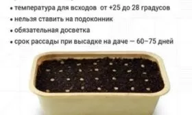 правила посева семян сорта Жизель