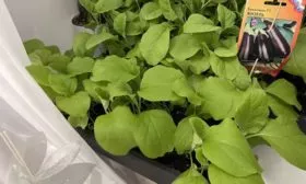 рассада Жизель