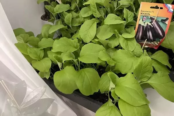 рассада Жизель