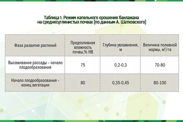 правила полива баклажанов Жизель