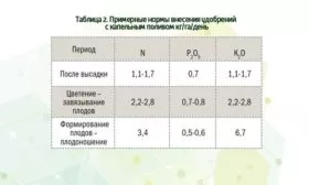 подкормка баклажана Жизель