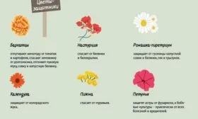 растения для отпугивания вредителей от баклажана Жизель