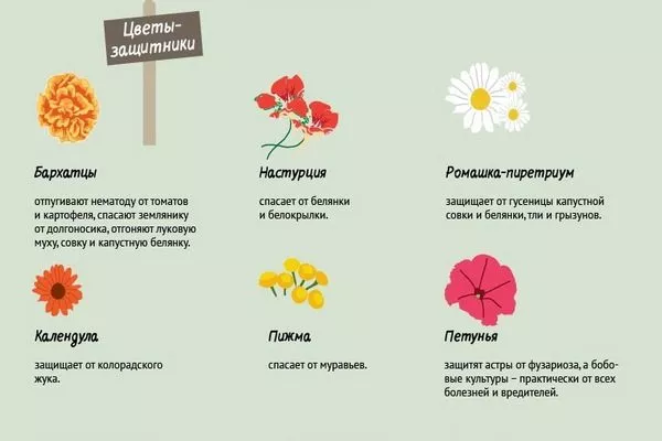 растения для отпугивания вредителей от баклажана Жизель