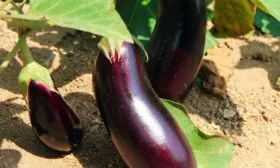 куст баклажана Жизель