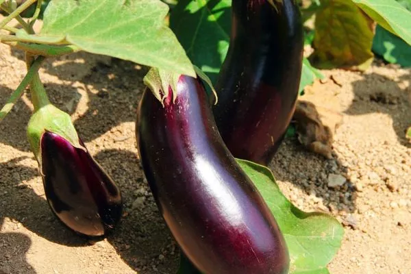 куст баклажана Жизель