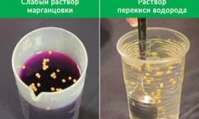 обработка семян Жизели