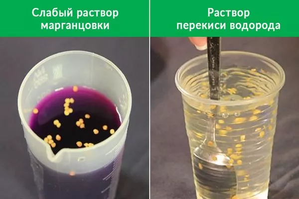 обработка семян Жизели
