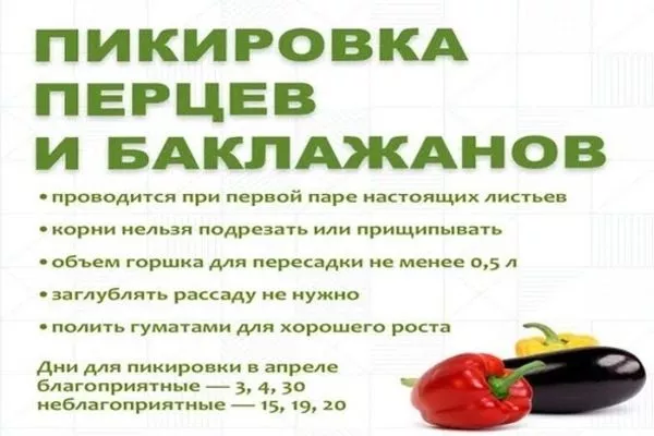 про пикировку рассады Жизель