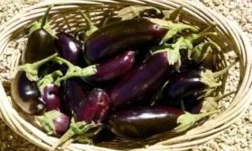 урожай сорта Жизель