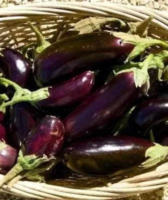 урожай сорта Жизель