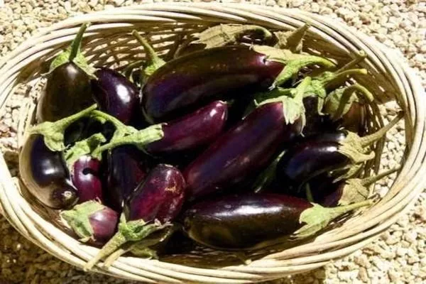 урожай сорта Жизель