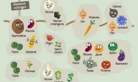 хорошие соседи по огородным грядкам