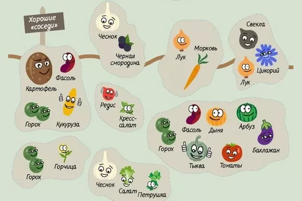 хорошие соседи по огородным грядкам