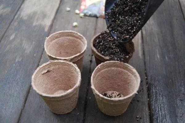 подготовка тары для выращивания рассады Жизель