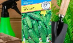 сорт огурцов Шопен18