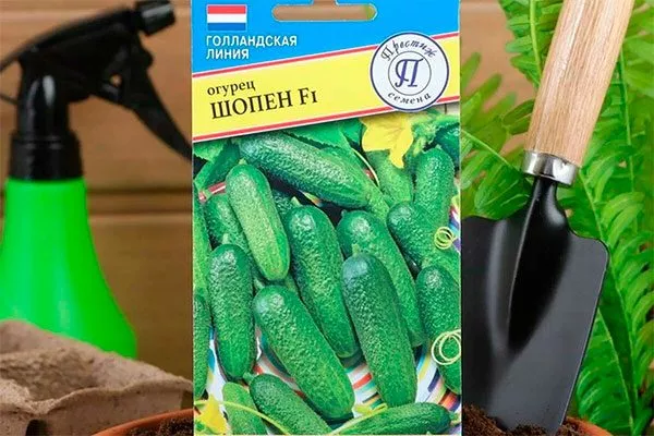 сорт огурцов Шопен18