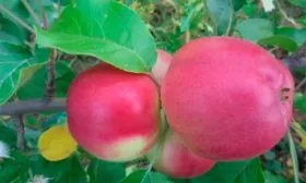 сорт яблони Августа