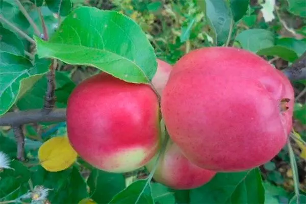 сорт яблони Августа