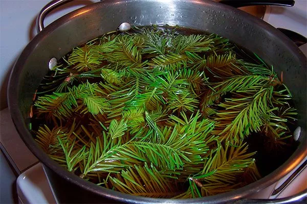 Сосновая хвоя Тля на груше39