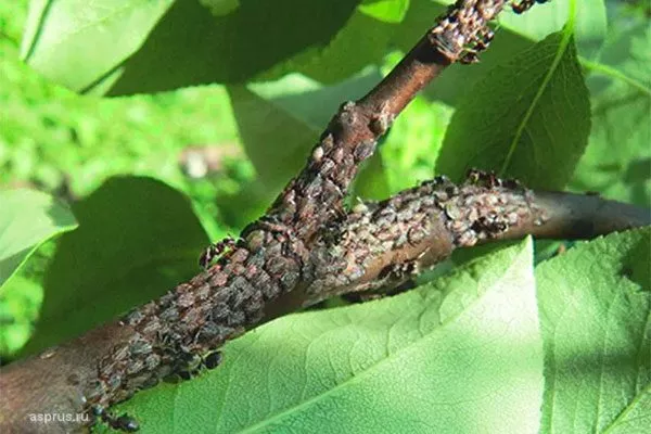 Сосущие вредители (тля и клопы) трескается кора груши18