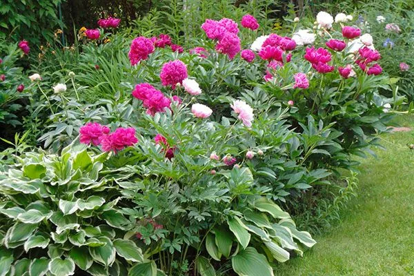 Советы ландшафтного дизайнера посадка пионов34