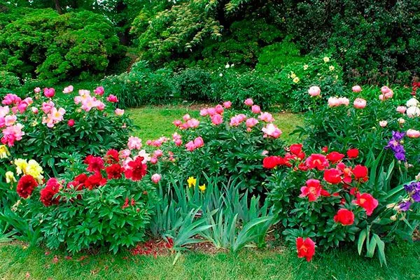 Советы ландшафтного дизайнера2 посадка пионов35