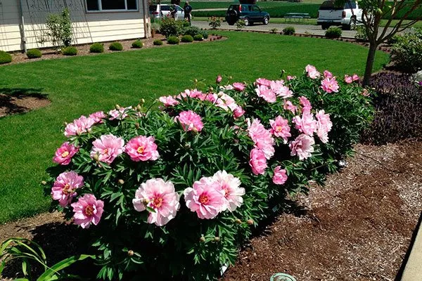 Советы ландшафтного дизайнера3 посадка пионов36